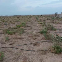 فروش زمین باغی|فروش زمین و ملک کلنگی|شاهین‌شهر, فرودگاه هسا|دیوار