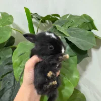 خرگوش نیمه لوپ|موش و خرگوش|خمام, |دیوار