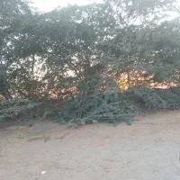 کارگر چوب بر نیازمندم|استخدام صنعتی، فنی، مهندسی|جاسک, |دیوار