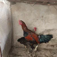 خروس لاری ومرغ رسمی تخمی