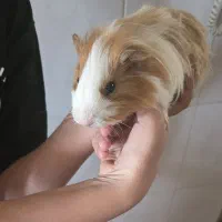 حیوان خانگی خوکچه هندی