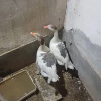 ب علت کمبود جا   آدرس فاطمیه..قیمت توافقی