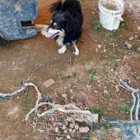 سگ پاکوتاه نر|سگ|بابل, |دیوار