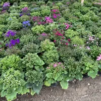 سینره|گل و گیاه طبیعی|پاکدشت, پاکدشت (مامازند)|دیوار