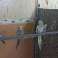 عروس هلندی
