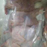 فروش بلدرچین