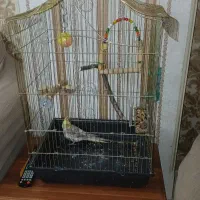 عروس هلندی ،باقفس