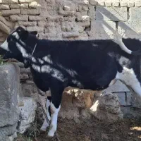 گوساله نر درجه یک