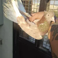 کفتر پرشی|پرنده|تهران, بهمن یار|دیوار