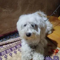 سگ شیتزو نر