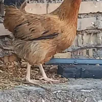 خروس