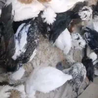 جوجه مرغ لهستانی و اردک