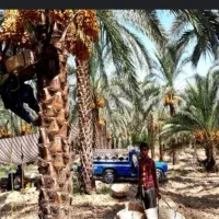 نیازمند گارگر برای نخلستان روز ۸۰۰ تومن|استخدام سرایداری و نظافت|شادگان, |دیوار