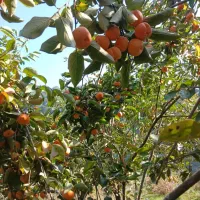 خرمالو محلی