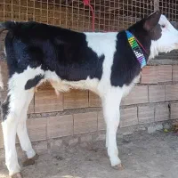 دوعدد گوساله سیمینتال نر کلفت گاو جنس بالا