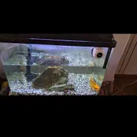 اکواریوم|ماهی|ورامین, ورامین|دیوار