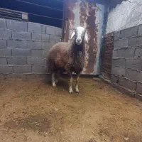 فروش نربره تخمی