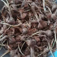 فروش پیاز زعفران|گل و گیاه طبیعی|شراء, |دیوار