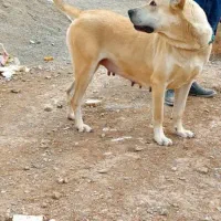 سگ ماده سرابی|سگ|تهران, نازی‌آباد|دیوار