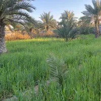فروش فوری زمین