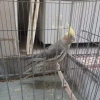 عروس هلندی سینامون نر