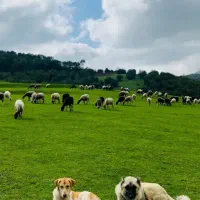 گردشگری|تور و چارتر|بابل, |دیوار