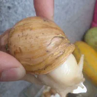 تعدادی حلزون پرورشی برای پوست صورت