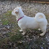 سگ اشپیتز پامر