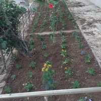 انواع خدمات باغبانی|خدمات باغبانی و درختکاری|اهواز, کیانپارس |دیوار