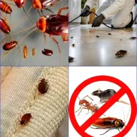 سمپاشی ضمانتی تهرانسرچیتگرکوهک دانشگاه شهرک ازادی