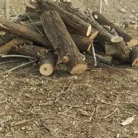 خرید فروش درخت نقدی|عمده‌فروشی|اهر, |دیوار