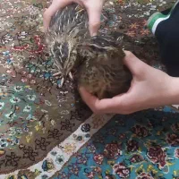 دو عدد بلدرچین ماده