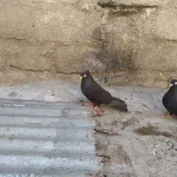 چشنوک