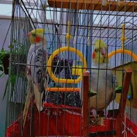 یک جفت عروس هلندی گل باقالی ۱۲ماهه