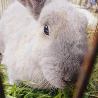 خرگوش ماده حامله