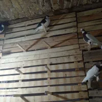 طوق سرخ سه بر دار|پرنده|مرودشت, سهل‌آباد|دیوار