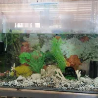 اکواریوم با ماهی