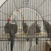 طوطی عروس