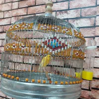 قناری زرد طلایی نر باقفس دستساز