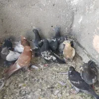 جوانه کفتر|پرنده|باشتین, |دیوار