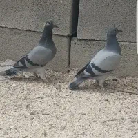 یه جفت جوجه پلاکی و عروس دستی|پرنده|ایذه, |دیوار