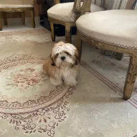 واگذاری سگ شیتزو ۱۰ ماهه|سگ|سهند, |دیوار