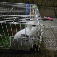 یک جفت خرگوش مینیاتوری با لوازم