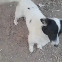 پاکوتاه نر