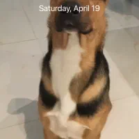 سگ نر میکس دوبرمن