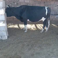 گاو