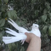 کبوتر|پرنده|مرند, |دیوار