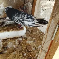 سلام تعداد یجفت سرور ناب کاشان