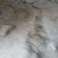 کود بوقلمون