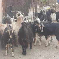 شانزده راس بز ابستن مایه کرده میش بزغاله|حیوانات مزرعه|خاوران, |دیوار